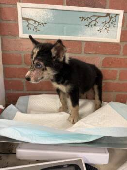 SAMPSON -  Siberian Husky and Mixed Breed Dog for Adoption in Houston, Texas - SAMPSON | PetCurious