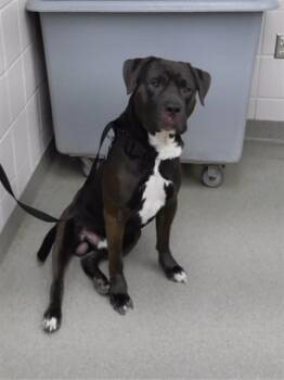 JAMBALYA -  Mastiff and Mixed Breed Dog for Adoption in Omaha, Nebraska - JAMBALYA | PetCurious