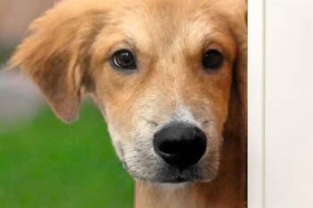 Labrador Retriever and Mixed Breed Dogs Available for Adoption in Fort Lauderdale, Florida - GINO | PetCurious