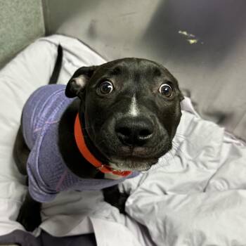Raven -  Pit Bull Terrier Dog for Adoption in Baltimore, Maryland - Raven | PetCurious