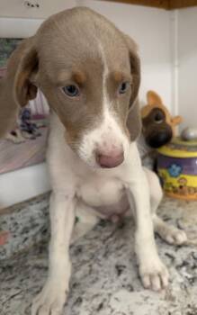 Sterling -  Hound and Retriever Dog for Adoption in Louisa, Virginia - Sterling | PetCurious