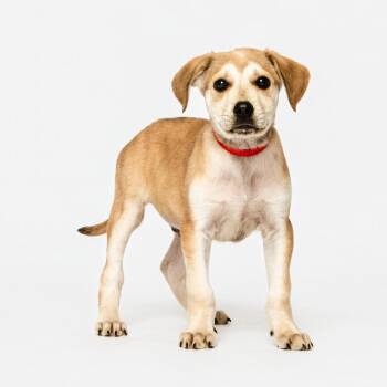Rescue Labrador Retriever Dogs for Adoption in Grand Forks, North Dakota - Sundance | PetCurious