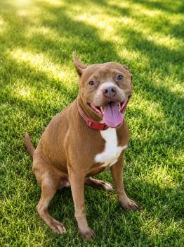Ruby -  American Staffordshire Terrier Dog for Adoption in Houston, Texas - Ruby | PetCurious