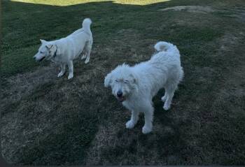 Husky and Mixed Breed Dogs Available for Adoption - Missy | PetCurious