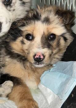 Australian Shepherd and Border Collie Dogs Available for Adoption - Eden | PetCurious