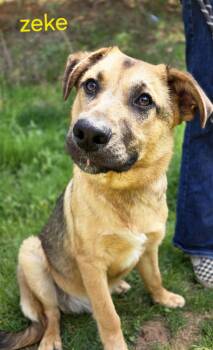 German Shepherd Dog Dogs Available for Adoption in Franklin, North Carolina - Zeke | PetCurious