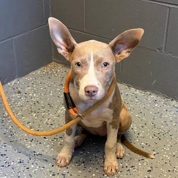 TUSC-Stray-85803 -  Pit Bull Terrier and Mixed Breed Dog for Adoption in Tuscaloosa, Alabama - TUSC-Stray-85803 | PetCurious