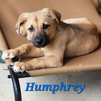 Rescue Pit Bull Terrier and Labrador Retriever Dogs for Adoption in Rochester, Washington - Humphrey | PetCurious