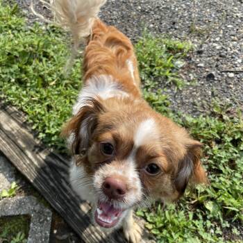 Charlotte -  Cavalier King Charles Spaniel Dog for Adoption in Greenbelt, Maryland - Charlotte | PetCurious