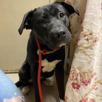 Mixed Breed Dogs Available for Adoption - Andromeda | PetCurious