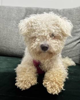 Miniature Poodle Dogs Available for Adoption - Point Nemo | PetCurious