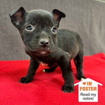 Rescue Pit Bull Terrier Dogs for Adoption in Kanab, Utah - Bauble | PetCurious