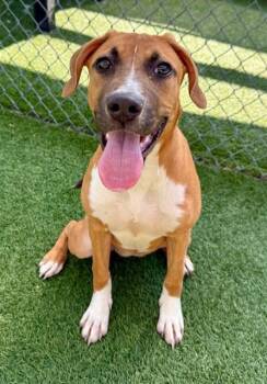 LULA -  Mixed Breed Dog for Adoption in Columbia, South Carolina - LULA | PetCurious