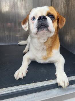 Pug Dogs Available for Adoption - JUDGEE | PetCurious