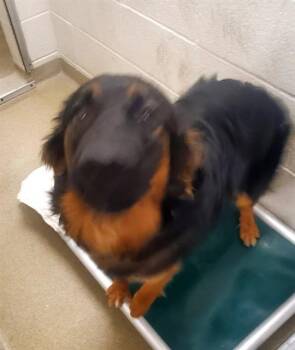 Australian Shepherd and Mixed Breed Dogs Available for Adoption in St. Louis, Missouri - ALFIE | PetCurious