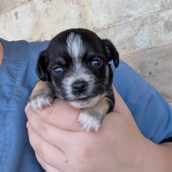 Lidia Cervos -  Chihuahua Dog for Adoption in Chico, California - Lidia Cervos | PetCurious