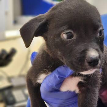 Mixed Breed Dogs Available for Adoption - Seashell | PetCurious