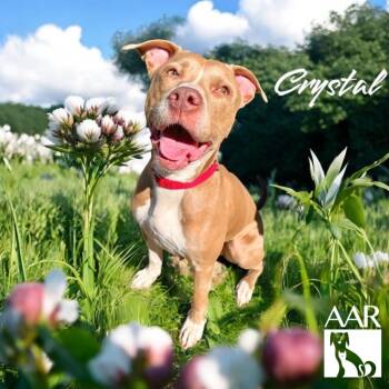 Rescue Pit Bull Terrier Dogs for Adoption in Magnolia, Texas - Crystal | PetCurious