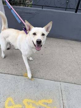 Mixed Breed Dogs Available for Adoption in New York, New York - Layla Marie | PetCurious