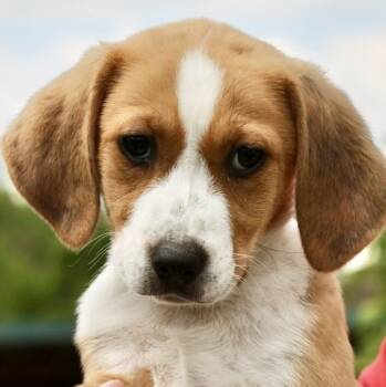 Beagle Dogs Available for Adoption in Frederick, Maryland - Walnut-Available! Www.LHAR.dog To Apply! | PetCurious