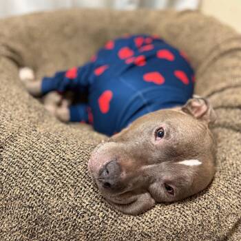 American Staffordshire Terrier Dogs Available for Adoption in Bellingham, Washington - Scooby | PetCurious