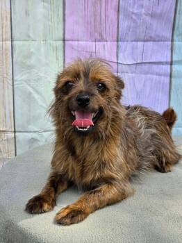 Yorkshire Terrier and Italian Greyhound Dogs Available for Adoption in Eatontown, New Jersey - Chewy | PetCurious