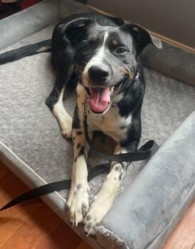 Rescue Australian Shepherd and Labrador Retriever Dogs for Adoption in Union Grove, Wisconsin - Sparkle | PetCurious