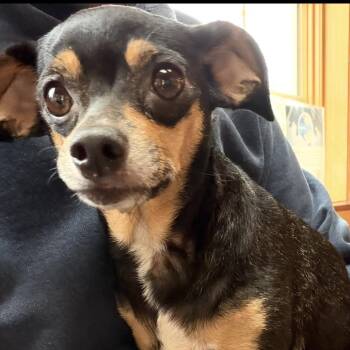Caroline -  Chihuahua Dog for Adoption in Shinnston, West Virginia - Caroline | PetCurious