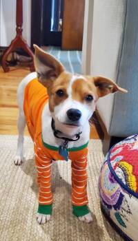 Rescue Jack Russell Terrier Dogs for Adoption in Plainfield, Illinois - Noah | PetCurious