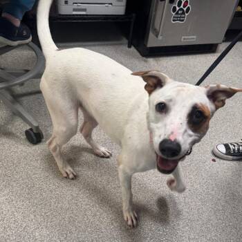Ellie -  Hound Dog for Adoption in Englewood, Florida - Ellie | PetCurious