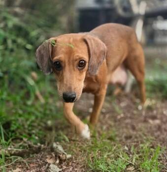 Anya -  Dachshund Dog for Adoption in Fort Walton Beach, Florida - Anya | PetCurious