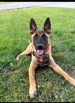 Pumpkin Spice  Located in North Carolina -  Belgian Shepherd Malinois Dog for Adoption in Imlay City, Michigan - Pumpkin Spice  Located In North Carolina | PetCurious