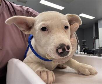 HALLE -  Labrador Retriever and Mixed Breed Dog for Adoption in Riverside, California - HALLE | PetCurious