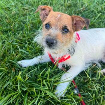 Margarita -  Jack Russell Terrier Dog for Adoption in Plainfield, Illinois - Margarita | PetCurious