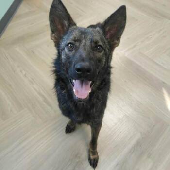 Pancake -  German Shepherd Dog Dog for Adoption in Manchester, Tennessee - Pancake | PetCurious
