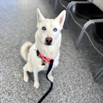 Mixed Breed Dogs Available for Adoption in Great Falls, Montana - Frosty (Nyla) | PetCurious