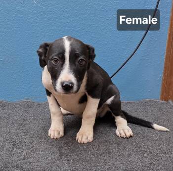 6 PUPPIES -  Border Collie Dog for Adoption in Dripping Springs, Texas - 6 PUPPIES | PetCurious