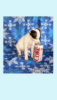 Coke & Diet Coke -  Rat Terrier and Boston Terrier Dog for Adoption in Lake Geneva, Wisconsin - Coke & Diet Coke | PetCurious