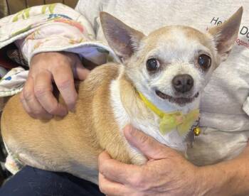 Chihuahua Dogs Available for Adoption in Phoenix, Arizona - Baby | PetCurious