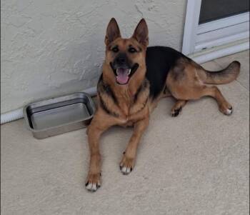 Roselynn -  German Shepherd Dog Dog Available for Adoption in Inverness, Florida - Roselynn | PetCurious