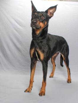 MACY MAE -  German Shepherd Dog and Doberman Pinscher Dog for Adoption in Burbank, California - MACY MAE | PetCurious