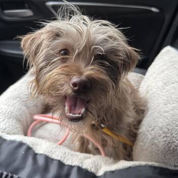 Kiwi -  Mixed Breed Dog for Adoption in Philadelphia, Pennsylvania - Kiwi | PetCurious