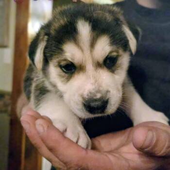 Rescue Retriever and Husky Dogs for Adoption in Niagara Falls, Ontario - Calliope (20251010-01) | PetCurious