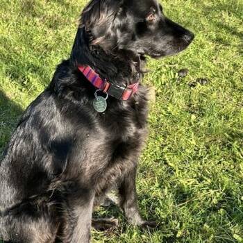 Sally, PLEASE HELP -  Black Labrador Retriever and Border Collie Dog for Adoption in Toronto, Ontario - Sally, PLEASE HELP | PetCurious