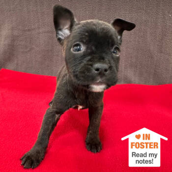 Rescue Pit Bull Terrier Dogs for Adoption in Kanab, Utah - Curio | PetCurious