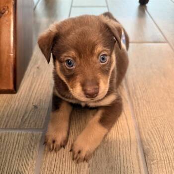 TROY -  Labrador Retriever Dog for Adoption in San Antonio, Texas - TROY | PetCurious