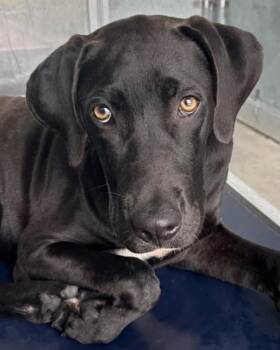 Stallone -  Labrador Retriever Dog for Adoption in Cedar Rapids, Iowa - Stallone | PetCurious