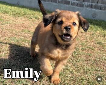 Emily -  Mixed Breed Dog for Adoption in Coppell, Texas - Emily | PetCurious