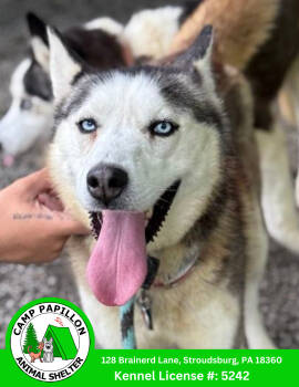 Rescue Husky Dogs for Adoption in Stroudsburg, Pennsylvania - Twila | PetCurious