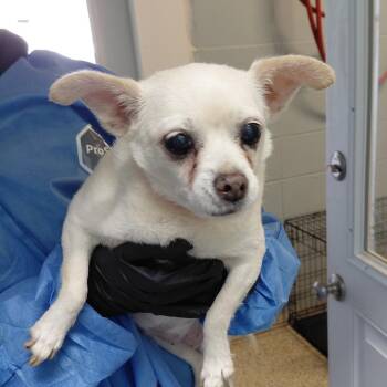 Chihuahua and Mixed Breed Dogs Available for Adoption in Loxahatchee Groves, Florida - NIBBLES 1110 | PetCurious